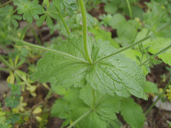 Linum bienne, Aquilegia sp., Veronica chamaedrys